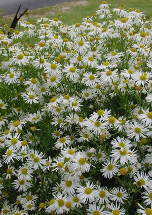 Boltonia asteroides 'Snowbank' (white doll's daisy, false aster)