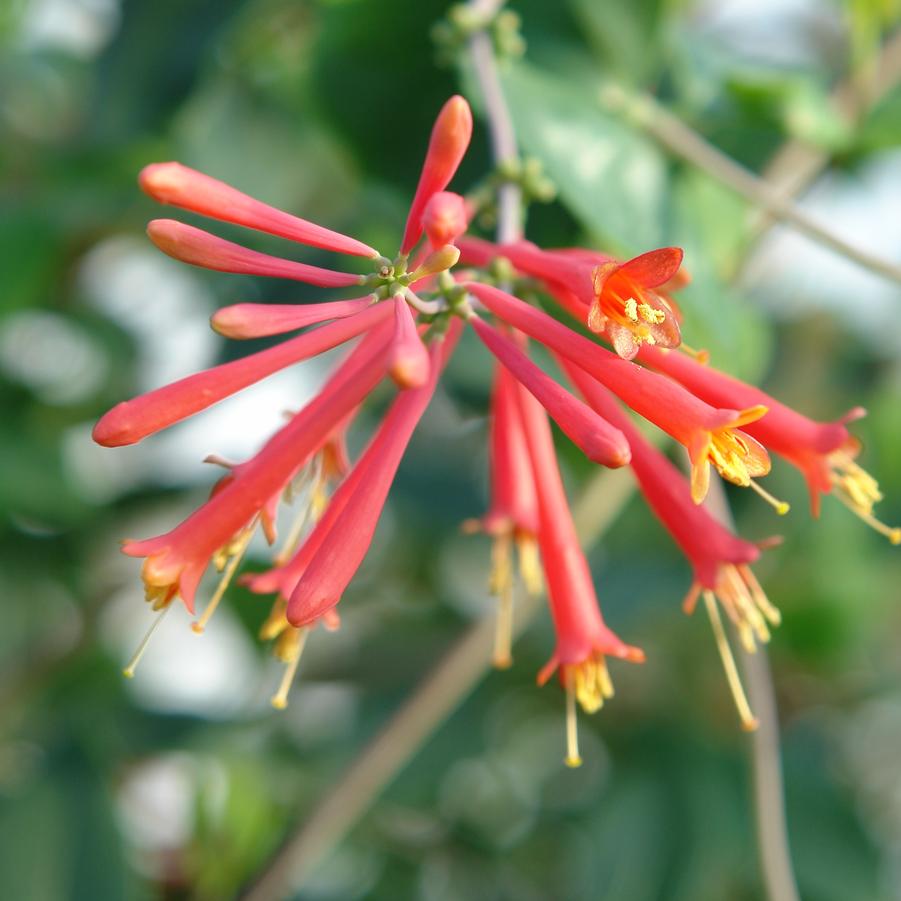 Lonicera sempervirens 'Major Wheeler' (trumpet honeysuckle)