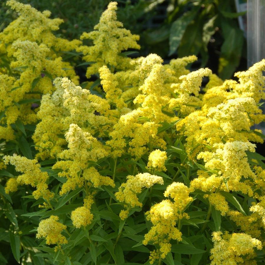 Solidago Little Lemon® 'Dansolitlem' (goldenrod)