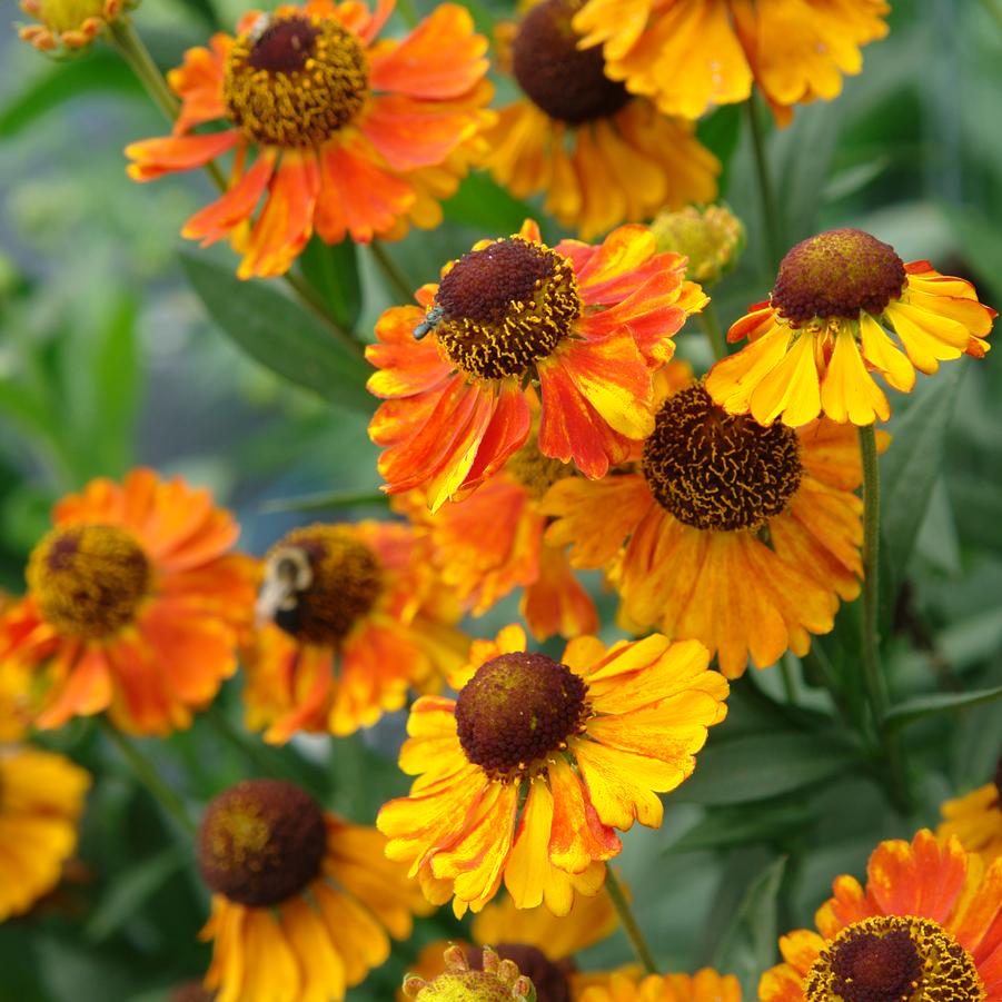 Helenium 'Mardi Gras' (sneezeweed)