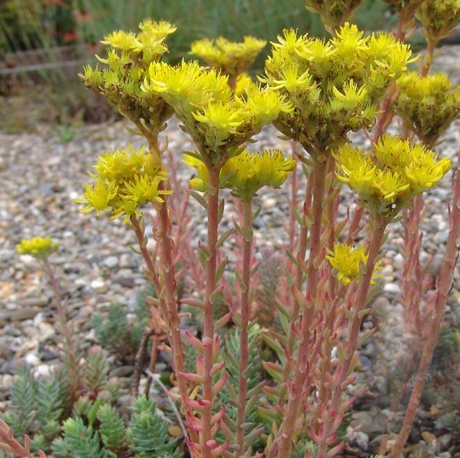 Sedum reflexum 'Blue Spruce' (stonecrop)