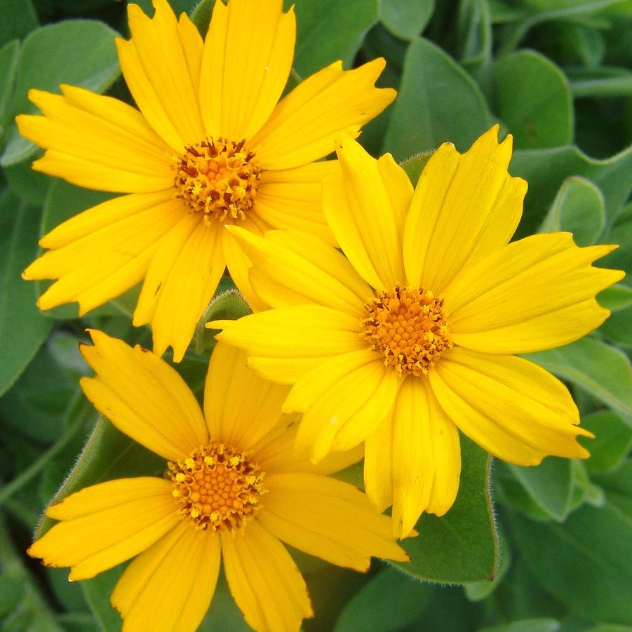 Coreopsis pubescens 'Sunshine Superman' (star tickseed)