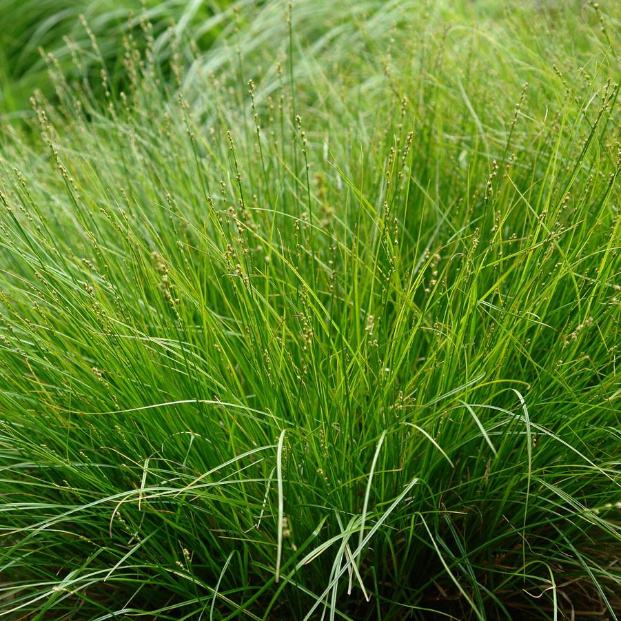 Carex radiata (eastern star sedge)