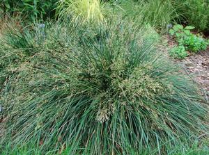 Deschampsia cespitosa 'Goldtau' (tufted hairgrass)