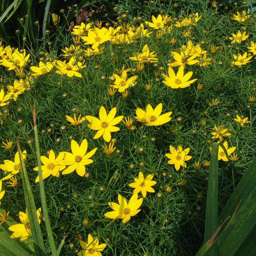 Coreopsis verticillata 'Zagreb' (whorled tickseed)