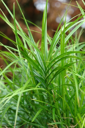 Carex muskingumensis (Muskingum sedge)