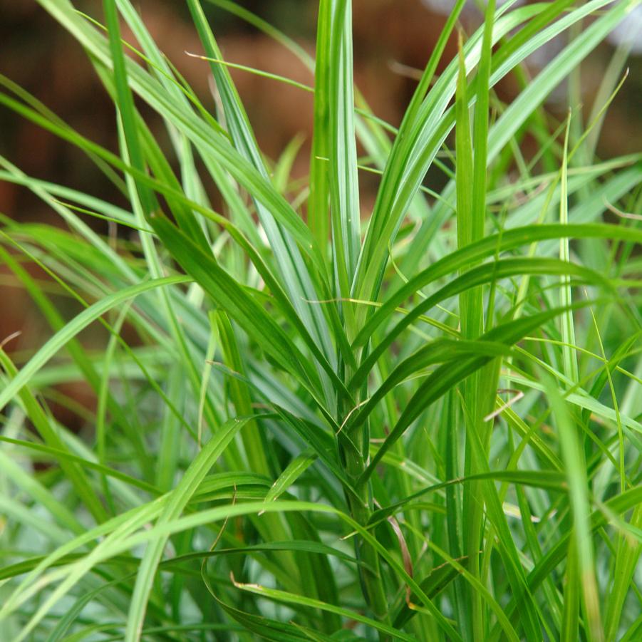 Carex muskingumensis (Muskingum sedge)