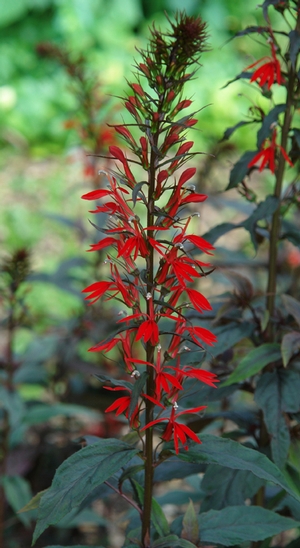 Lobelia cardinalis 'Black Truffle' (cardinal flower)