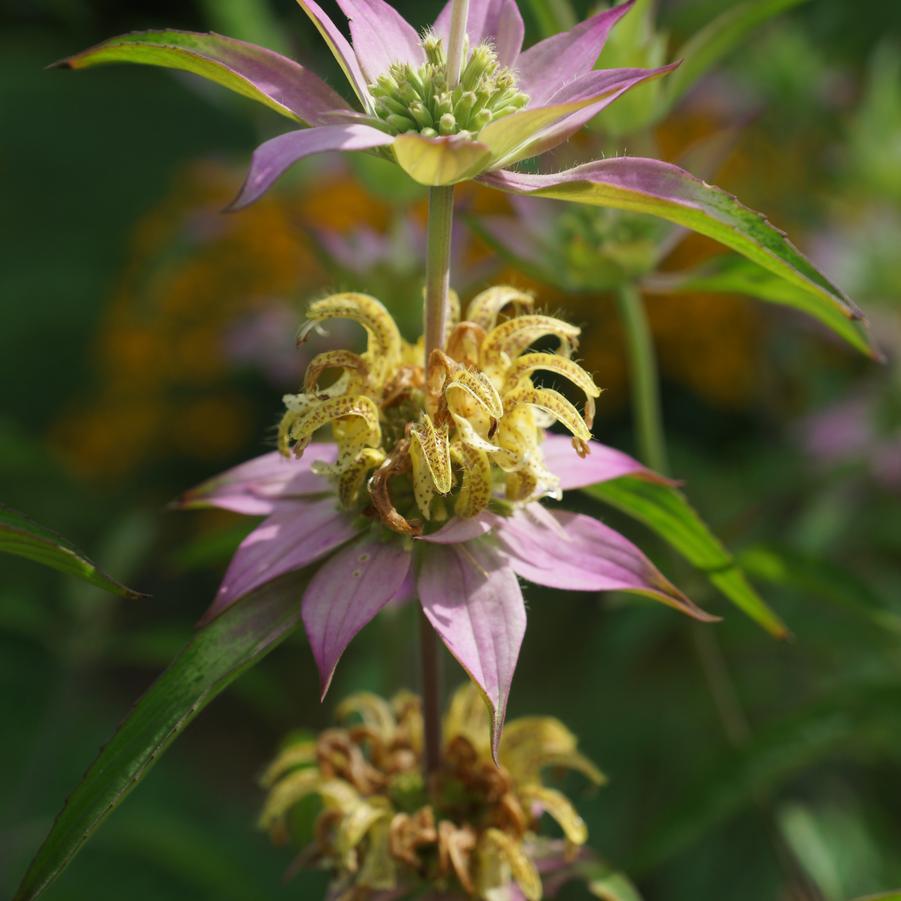 Monarda punctata (spotted beebalm)