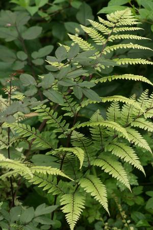 Athyrium otophorum (limelight lady fern)