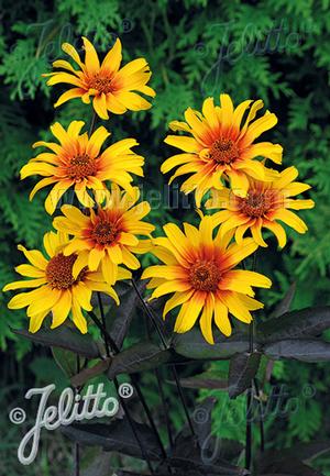 Heliopsis helianthoides var. scabra 'Burning Hearts' (smooth oxeye)