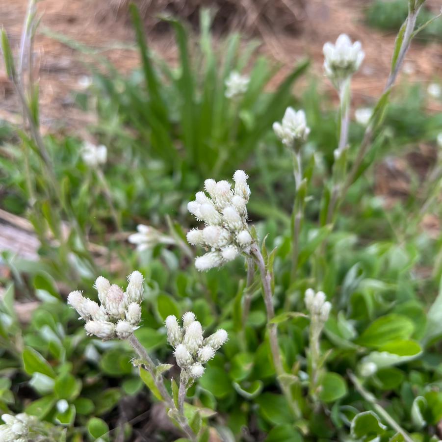 Antennaria plantaginifolia (pussytoes)