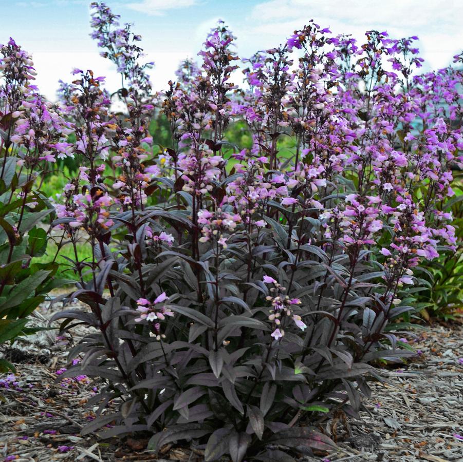 Penstemon 'Blackbeard' (beardtongue)