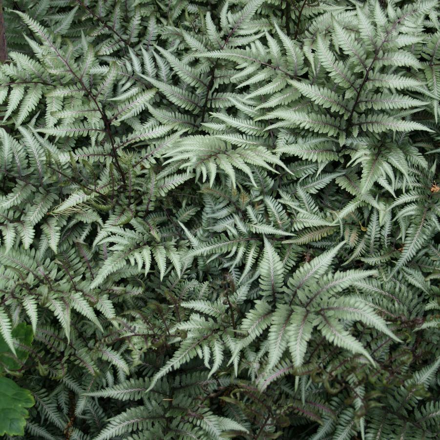 Athyrium 'Godzilla' (Japanese painted fern)