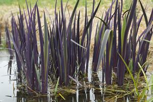Iris versicolor 'Purple Flame' (blueflag)