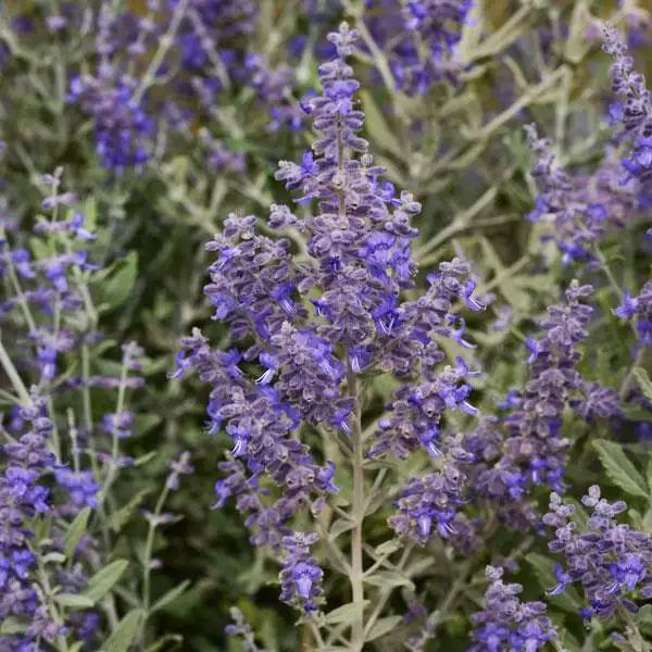 Perovskia atriplicifolia 'Blue Steel' (Russian sage)