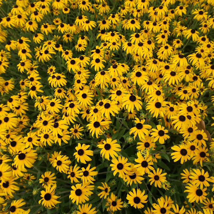 Rudbeckia 'American Gold Rush' (orange coneflower)