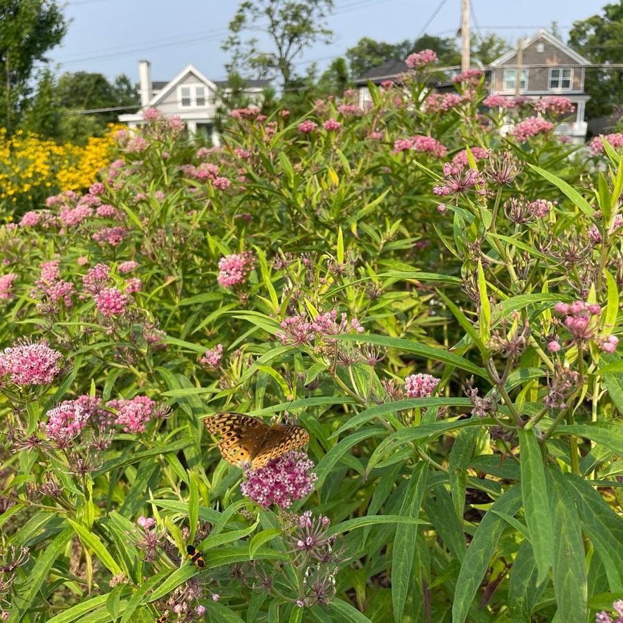 Asclepias incarnata 'Cinderella' (swamp milkweed)