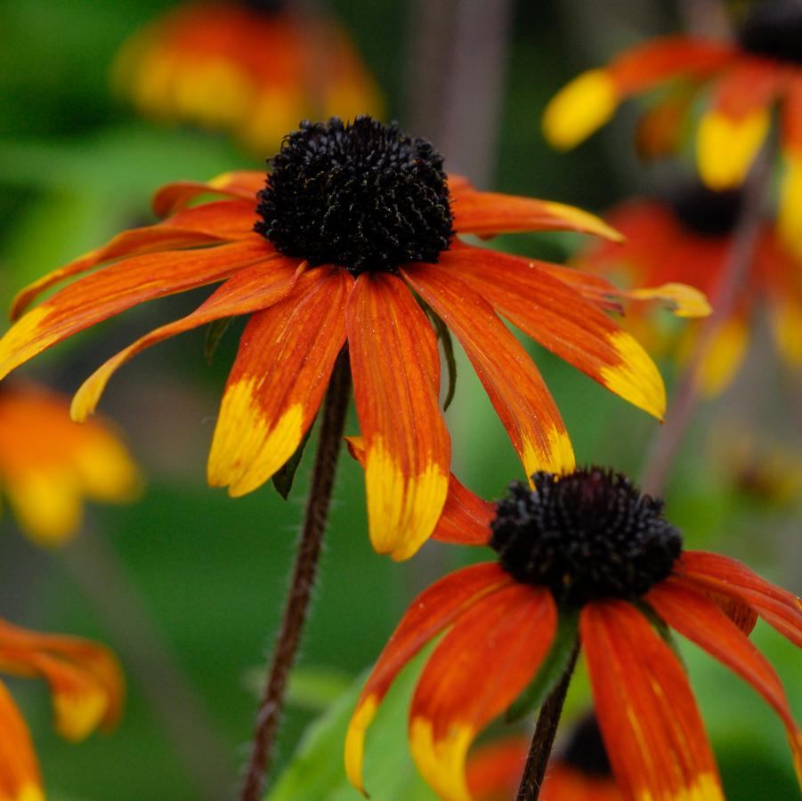 Rudbeckia triloba 'Prairie Glow' (three-lobed coneflower)