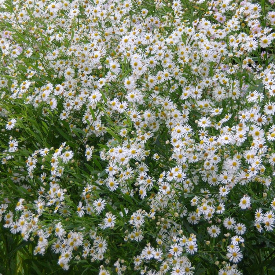 Boltonia asteroides (false chamomile, false aster)