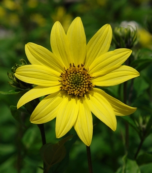 Helianthus 'Lemon Queen' (sunflower)