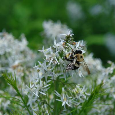 Amsonia hubrichtii '' threadleaf bluestar from North Creek Nurseries