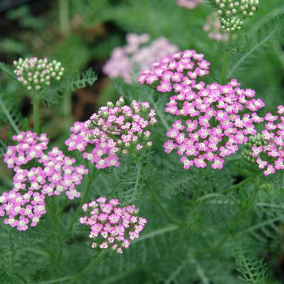 Achillea millefolium Oertel's Rose