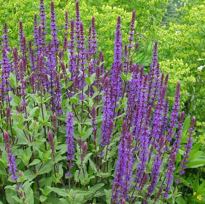 Salvia nemorosa Caradonna
