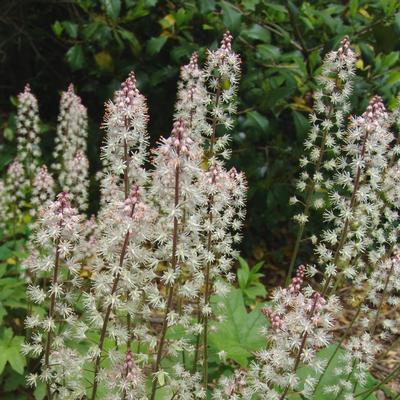 foamflower