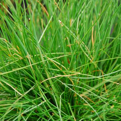 wavy hairgrass