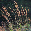 yellow prairie grass