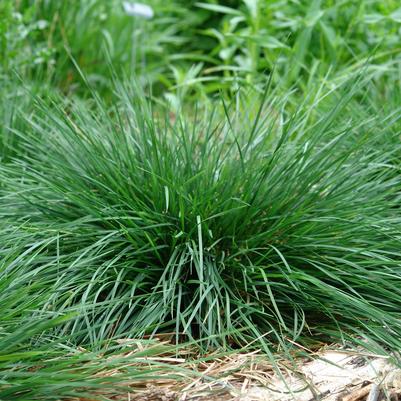 tufted hairgrass