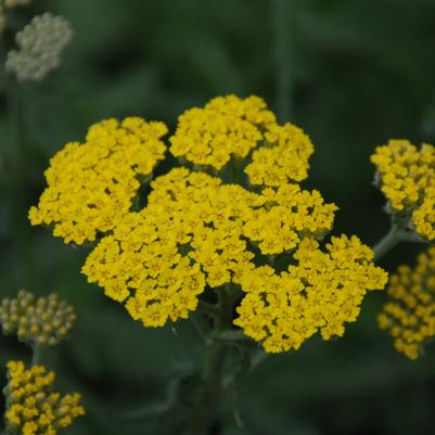 Achillea Moonshine