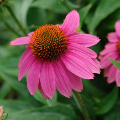 Echinacea purpurea PowWow® Wild Berry