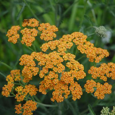 Achillea Terracotta